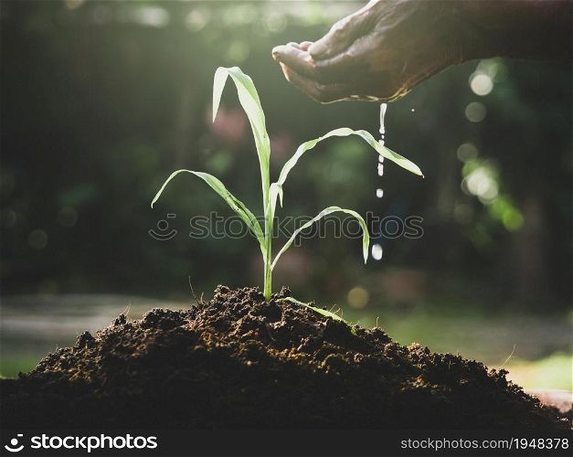 Hands watering young plants growing in germination on fertile soil at sunset background.
