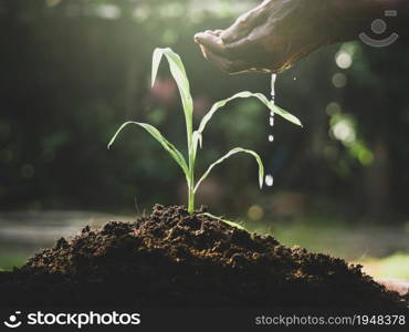 Hands watering young plants growing in germination on fertile soil at sunset background.