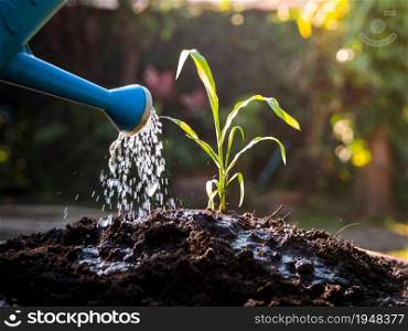 Hands watering young plants growing in germination on fertile soil with watering can at sunset background.