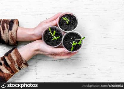 Hands with spring plants. Arm with sprouted spring flowers for garden