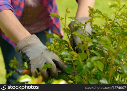 hands woman gardening in her beautiful garden.