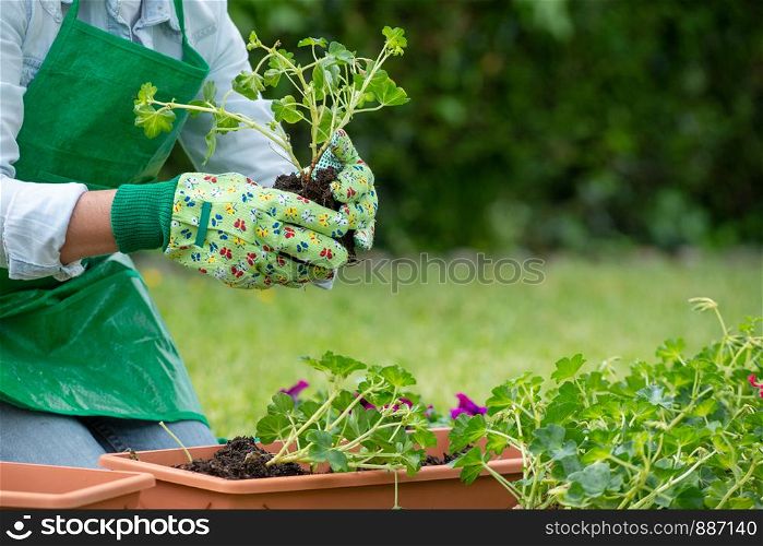 hands woman potting geranium flowers, outdoors