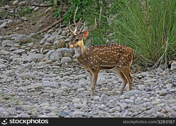 Handsome chital deer stag