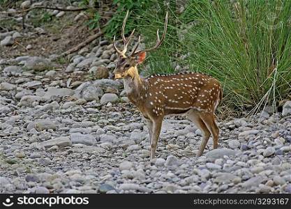 Handsome chital deer stag