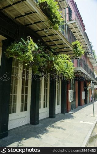Hanging baskets on a building, New Orleans, Louisiana, USA