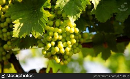 Hanging bunches of green wine grapes
