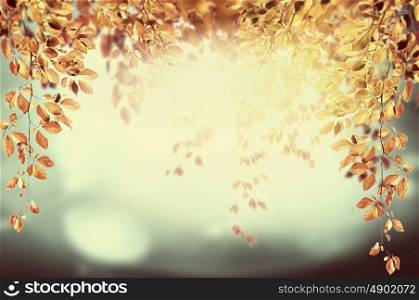 Hanging foliage branch in sunshine , autumn background, pastel toned