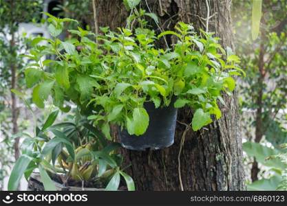 Hanging mint herb plant pot, stock photo
