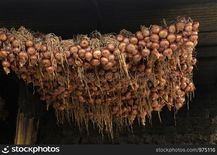 Hanging onions for storage near Pune, Maharashtra