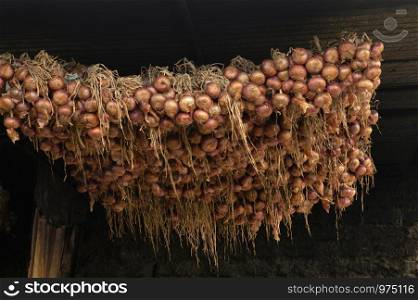 Hanging onions for storage near Pune, Maharashtra