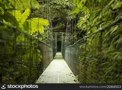 hanging suspension bridge tropical rainforest