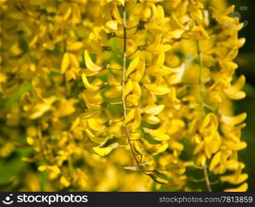 Hanging yellow blossoms