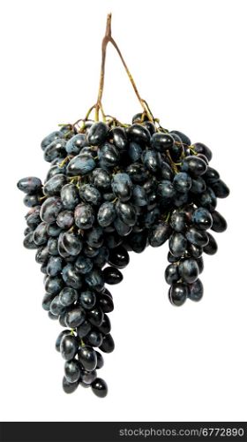 Hangs down a bunch of dark grapes isolated on white background