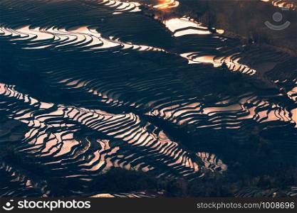 Hani Terraced rice fields of YuanYang, China during the golden hour.
