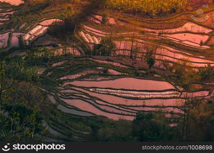 Hani Terraced rice fields of YuanYang, China during the golden hour