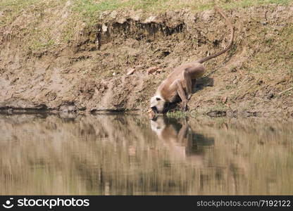 Hanjuman langur in Bardia national park, Nepal . Hanuman langur in Bardia national park, Nepal