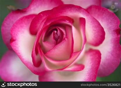 Hannah Gordon rose - macro. White and pink rose blooming - soft focus macro
