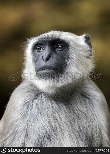 Hanuman Langur