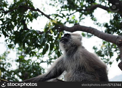 Hanuman Langur monkey on the tree in India