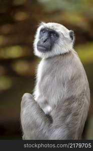 Hanuman langur portrait