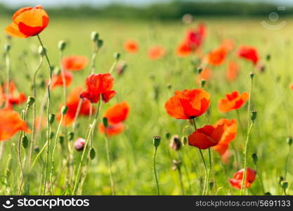 happiness, nature, summer and vacation concept - blooming poppy field