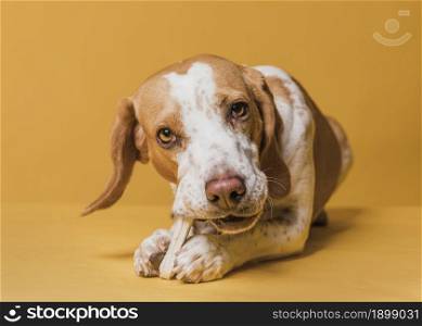 happy adorable dog eating bone 2. Resolution and high quality beautiful photo. happy adorable dog eating bone 2. High quality beautiful photo concept