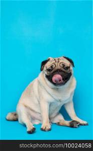 Happy adorable dog pug breed smile and cheerful on blue background,Pug Purebred Dog Concept