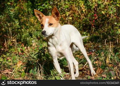 Happy and active white and brown dog outdoors in the grass on a sunny summer day. Cute animal. Series of photos.. Happy and active white and brown dog outdoors in the grass.