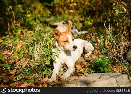 Happy and active white and brown dog outdoors in the grass on a sunny summer day. Cute animal. Series of photos.. Happy and active white and brown dog outdoors in the grass.