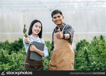 Happy Asian woman and man marijuana researcher showing thumb up and looking at camera  in cannabis farm, Business agricultural cannabis. Cannabis business and alternative medicine concept.
