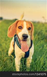 Happy beagle dog in the field summer with long tongue