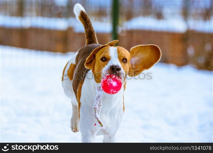 Happy beagle dog run with a ball on the snow towards the camera. Happy beagle dog run with a ball on the snow