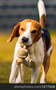 Happy beagle dog running with flying ears towards camera. Activ dog concept. Happy beagle dog running with flying ears towards camera