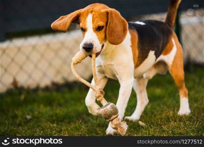 Happy beagle dog running with flying ears towards camera. Activ dog concept. Happy beagle dog running with flying ears towards camera