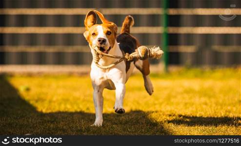 Happy beagle dog running with flying ears towards camera. Activ dog concept. Happy beagle dog running with flying ears towards camera