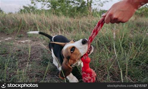 Happy beagle puppy playing favorite toy - red with his owner on outdoors nature background. Active dog spending good time on countryside. Hunting breed, pet shop concept. High quality photo. Happy beagle puppy playing favorite toy - red with his owner on outdoors nature background. Active dog spending good time on countryside. Hunting breed, pet shop concept