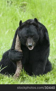 Happy black bear with big stick in grass