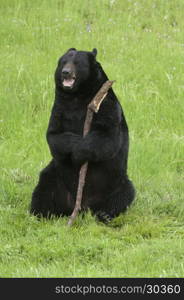 Happy black bear with stick on green grass in California