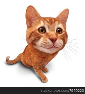 Happy cat on a white background as a cute orange tabby kitty with a smile in forced perspective as a symbol of pet care or veterinary health.
