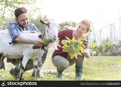 Happy couple feeding goat on grass at farm