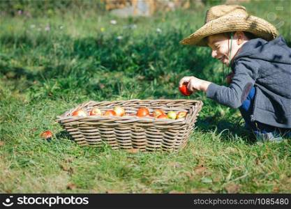 Happy cute kid with hat putting fresh organic apple in wicker basket with fruit harvest. Nature and childhood concept. . Happy kid putting apple in wicker basket with harvest