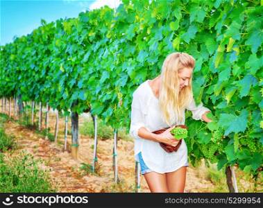 Happy cute young winemaker picking big bunch of ripe grapes into the hat, Italian wine production, autumn harvest season concept