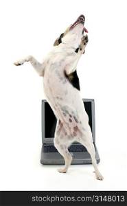 Happy dog dancing in front of laptop computer.