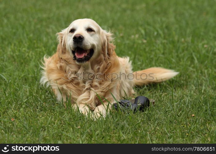 happy dog in the grass playing with shoe