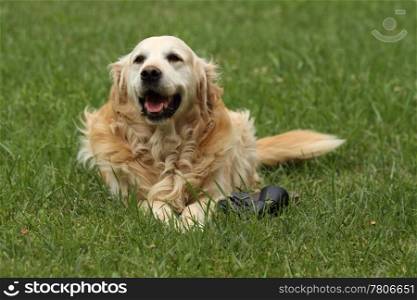 happy dog in the grass playing with shoe