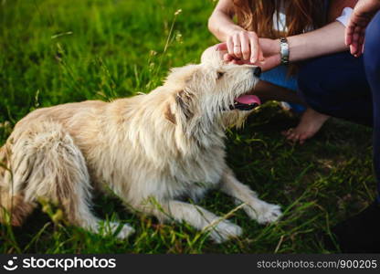 happy dog is having a rest with the owner in the nature. happy dog is having a rest with the owner in the nature. have fun with her dog in park