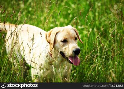 happy dog play in green grass