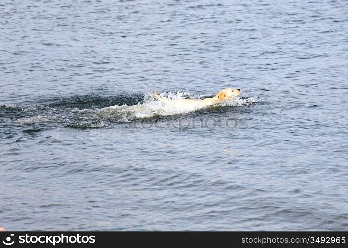 happy dog play in the water