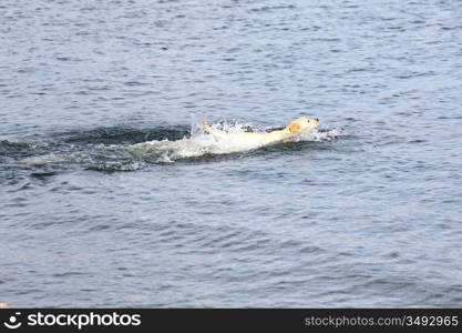 happy dog play in the water