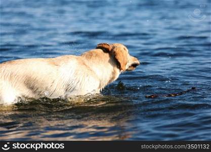 happy dog play in the water